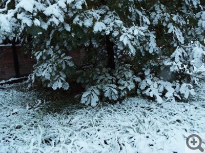  Дуб под снегом