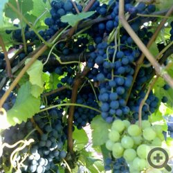 Опыт выращивания винограда в Сибири
