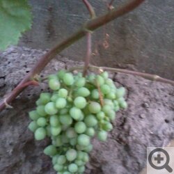 Опыт выращивания винограда в Сибири