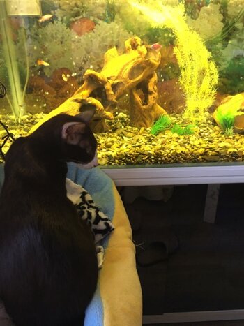 аквариум - телевизор для кошки