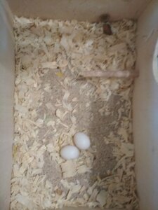 Попугай нимфа корелла яйца