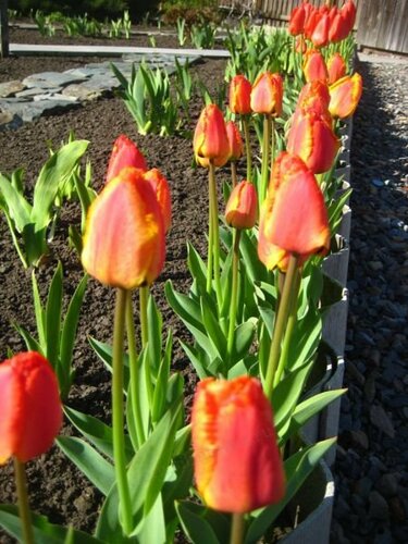 Ряды тюльпанов – традиционный весенний бордюр.  
