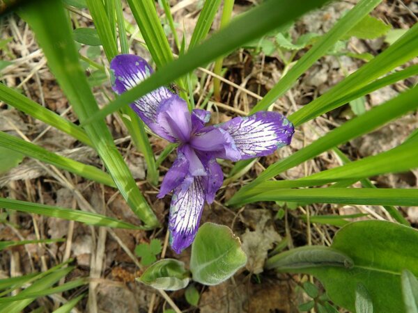 Касатик русский (ирис русский, Iris ruthenica)