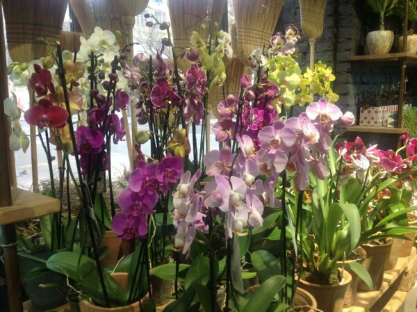 орхидеи заморские