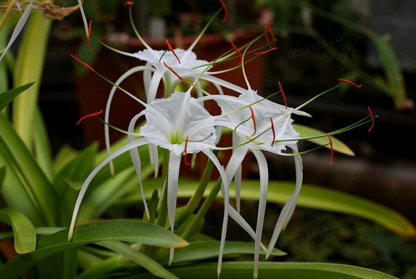орхидеи заморские