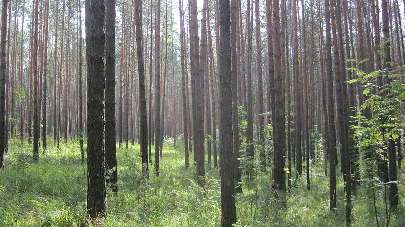 14 самых известных грибных мест Новосибирска и области